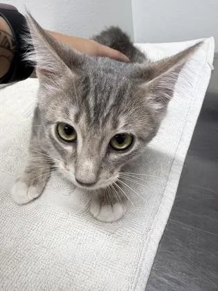 A baby medium-sized male Domestic Short Hair cat named Dewey for adoption in West Chester, PA