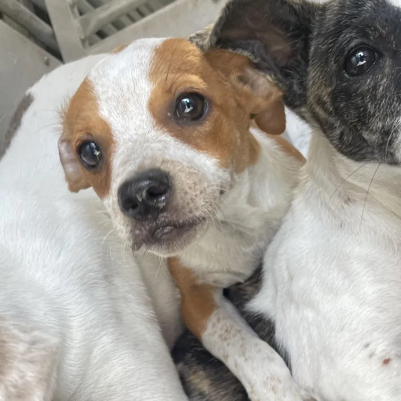 A baby small-sized female Red / Chestnut / Orange Mixed Breed dog named Avery for adoption in Edinburg, TX