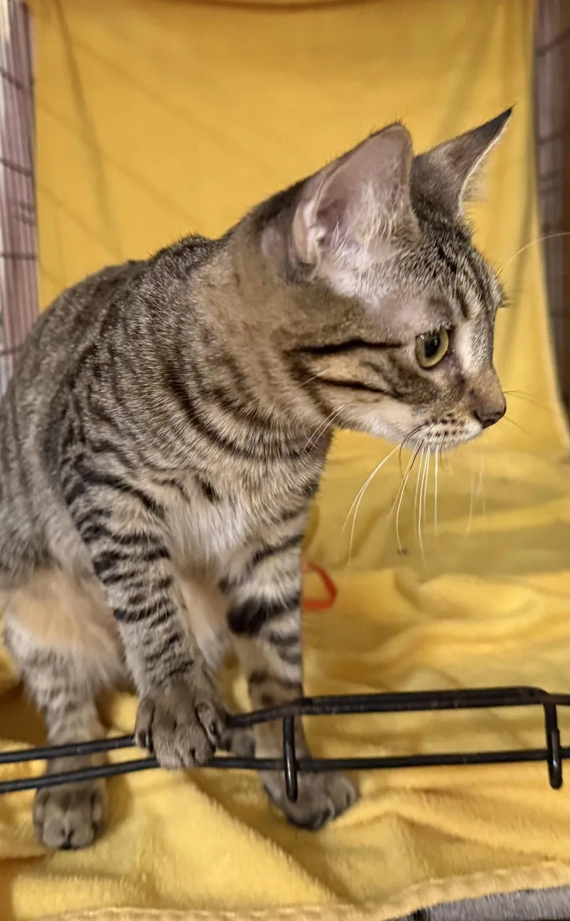 Cherry thumbnail 2