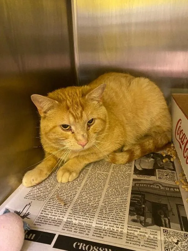 Garfield
