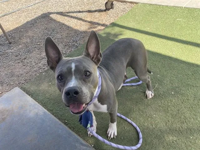 An adult large-sized female Pit Bull Terrier dog named Lola for adoption in Phoenix, AZ