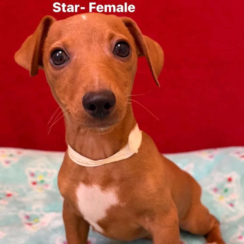 A baby small-sized female Brown / Chocolate Miniature Pinscher dog named Star for adoption in Pekin, IL