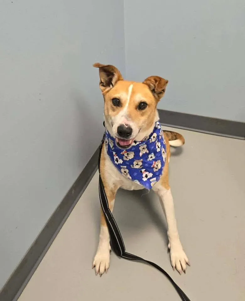 A senior medium-sized male White / Cream Terrier dog named Mr. Rogers for adoption in Zanesville, OH