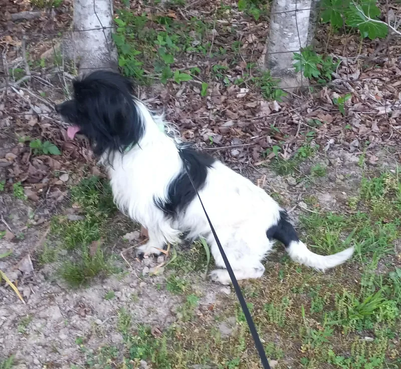 An adult small-sized male Black Terrier dog named Enzo In Kentucky for adoption in Albany, KY