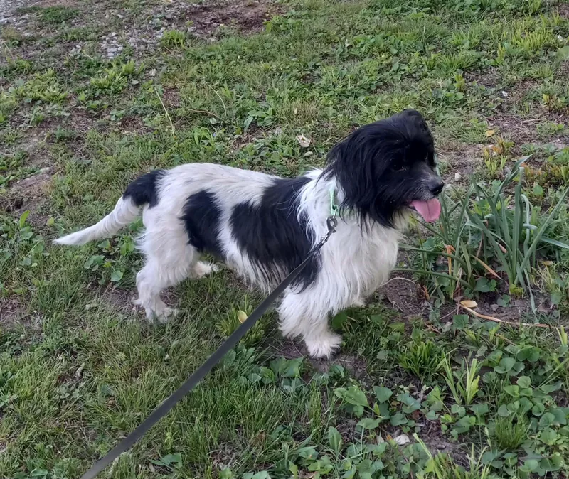 Enzo In Kentucky thumbnail 2