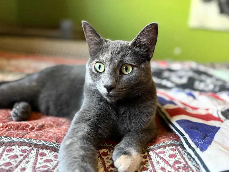 A baby medium-sized female Gray / Blue / Silver Tortoiseshell cat named Kramer for adoption in Aspen, CO