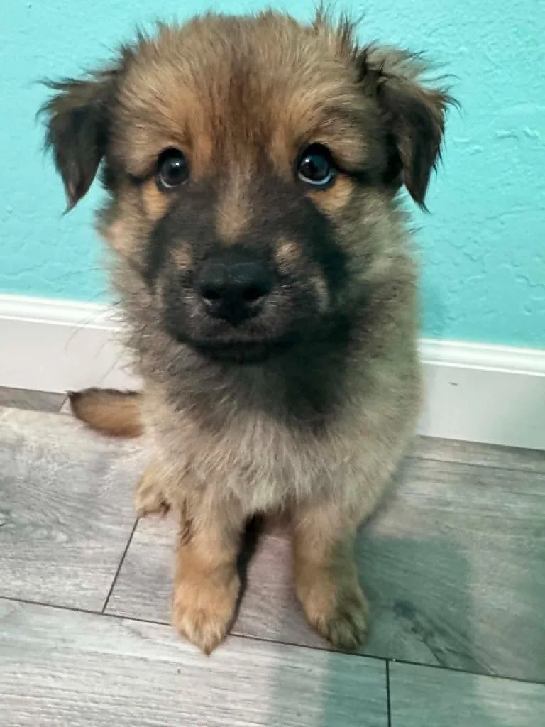 A baby small-sized male Mixed Breed dog named Bogie for adoption in Mesa, AZ