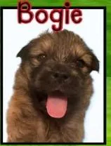 Bogie thumbnail 2