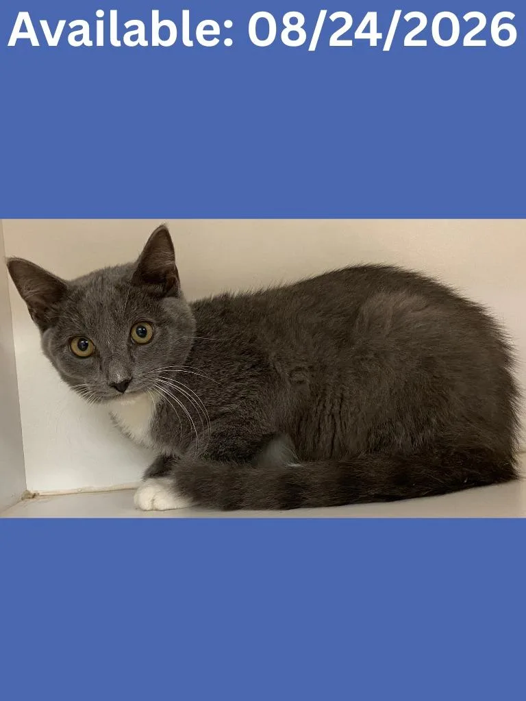 A baby medium-sized male Domestic Short Hair cat named Cat Condo for adoption in Greenville, TX