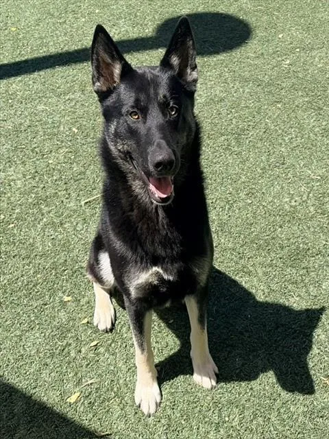 A young large-sized male German Shepherd Dog dog named Beck for adoption in Salinas, CA
