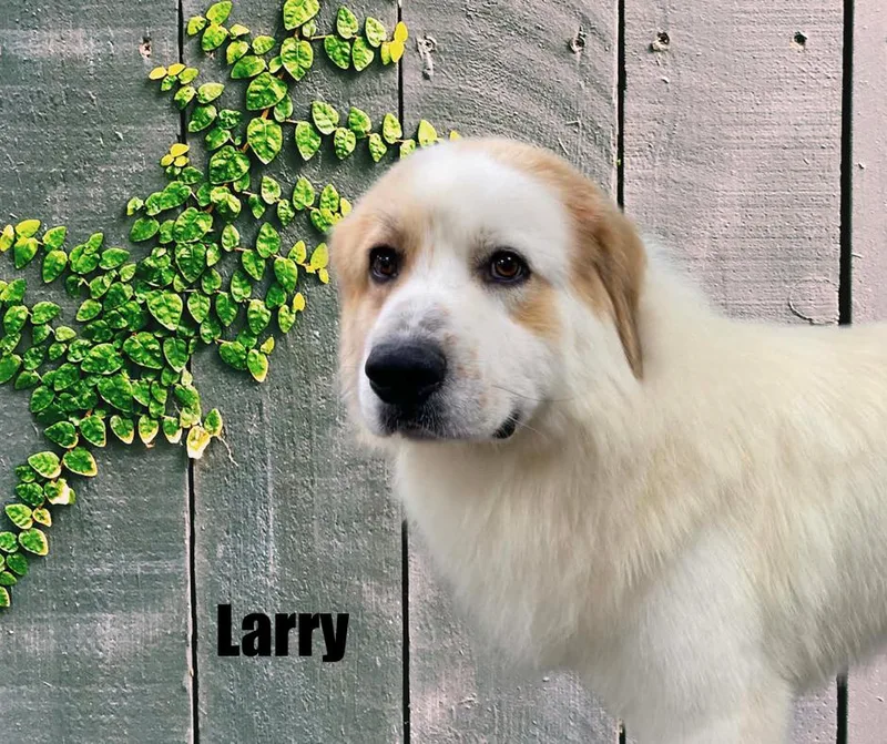 Larry thumbnail 2