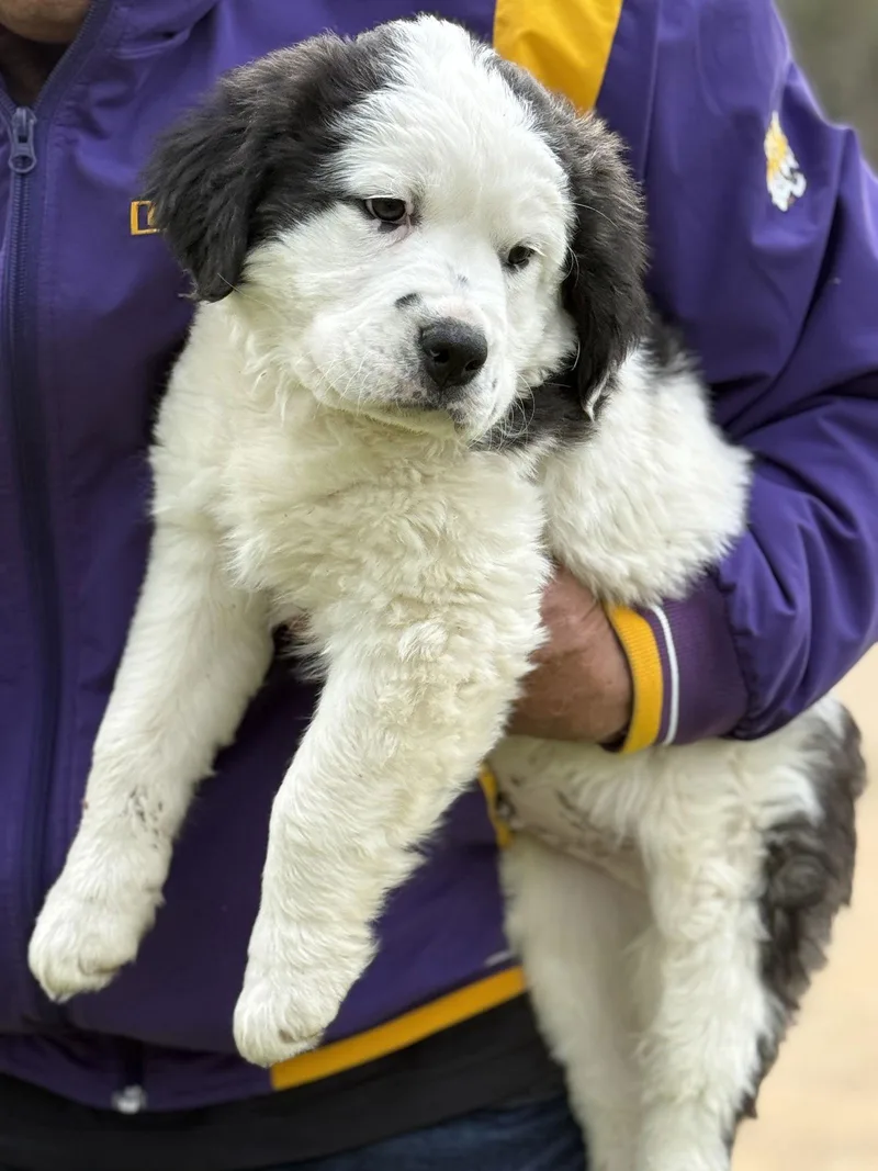 Dustin Lonestar thumbnail 2