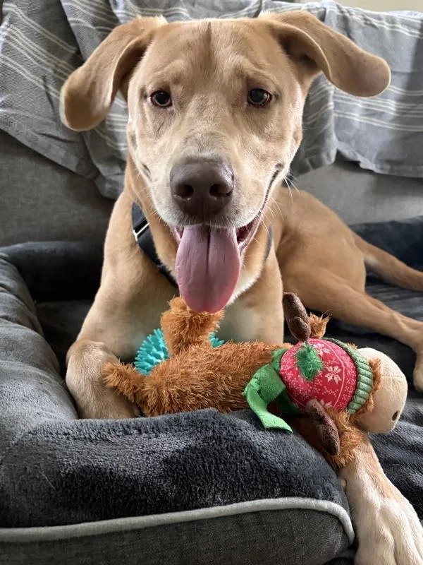 An adult large-sized male Labrador Retriever dog named Bentley for adoption in Austin, TX