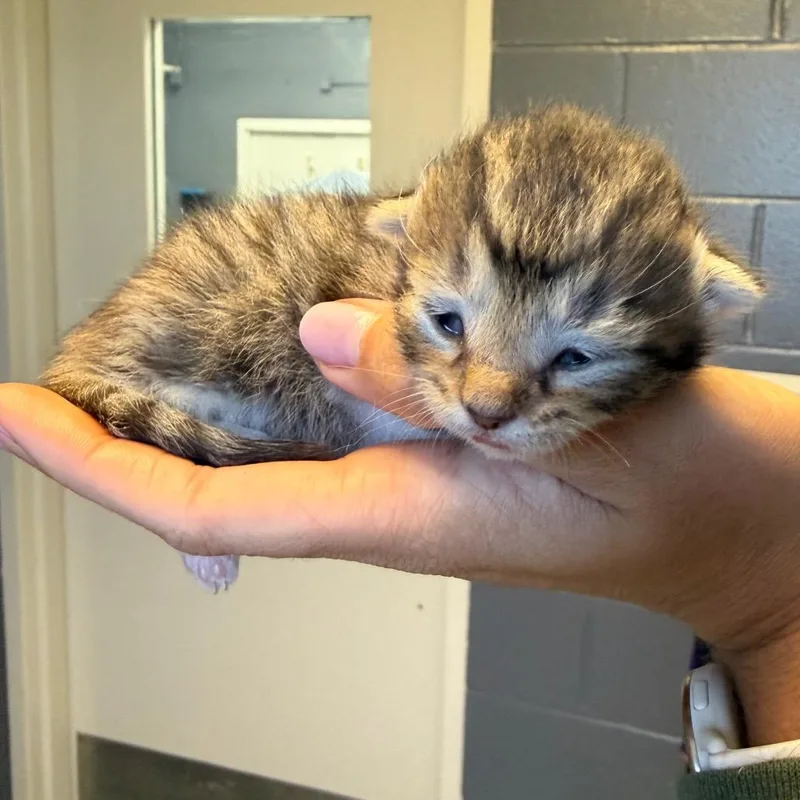 Tuscstray