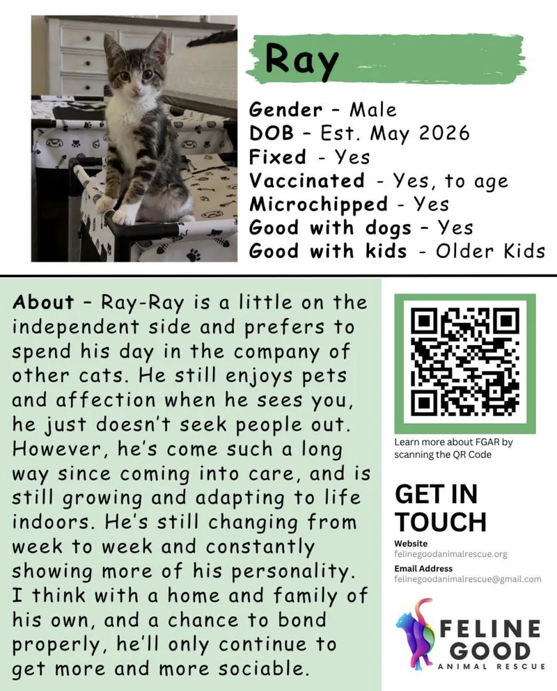 A baby medium-sized male Tabby (Brown / Chocolate) Domestic Short Hair cat named Ray for adoption in Eugene, OR