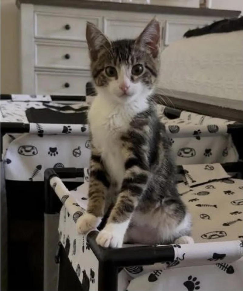 Ray thumbnail 2