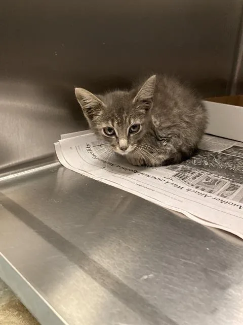 A baby small-sized female Domestic Short Hair cat named Murphy for adoption in Dallas, TX