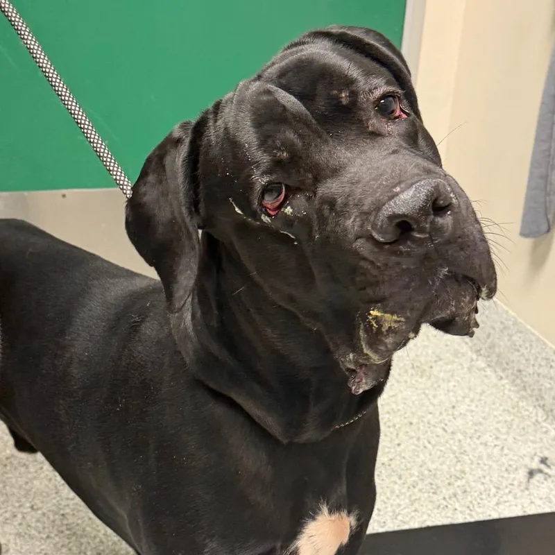 An adult large-sized male Cane Corso dog named Loki for adoption in Reno, NV