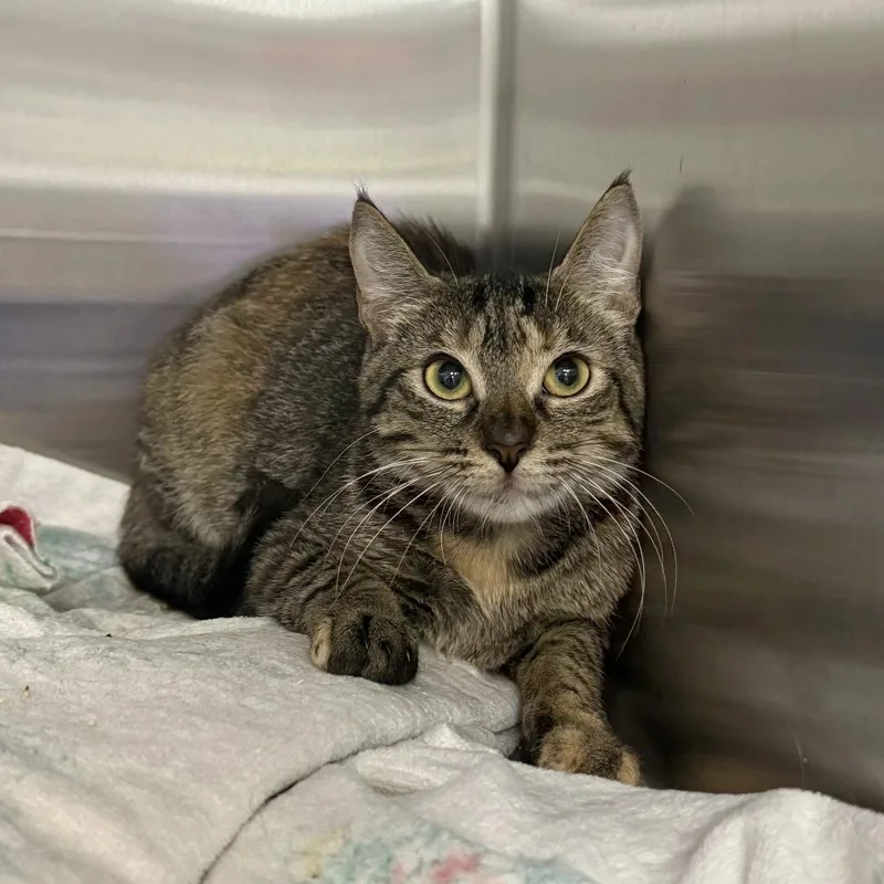A young medium-sized female Brown / Chocolate Domestic Short Hair cat named Peeps for adoption in Jupiter, FL