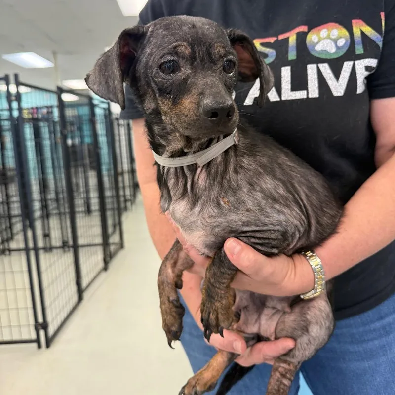 An adult small-sized female Black Chihuahua dog named Erin for adoption in Houston, TX
