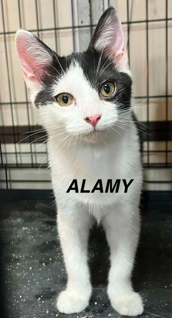 A baby medium-sized female Domestic Short Hair cat named Alamy for adoption in Hoover , AL