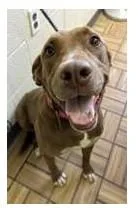 An adult large-sized female Labrador Retriever dog named Venus for adoption in Loveland, CO