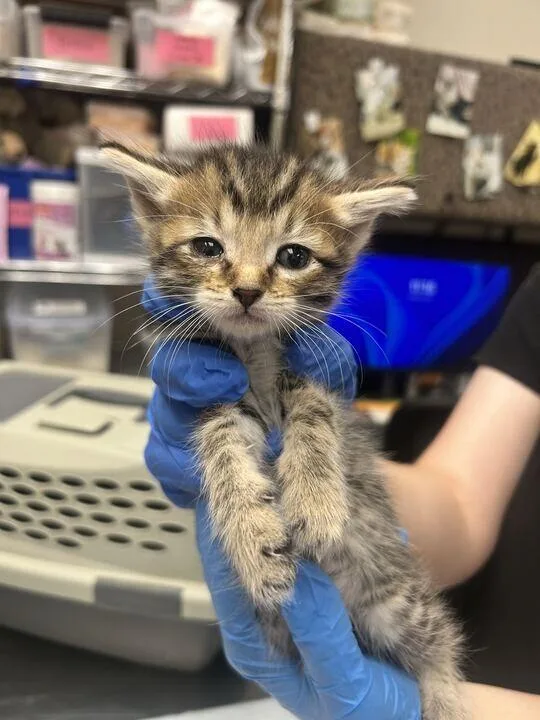 A baby medium-sized female Tabby (Brown / Chocolate) Domestic Short Hair cat named Clark for adoption in Fruit Heights, UT