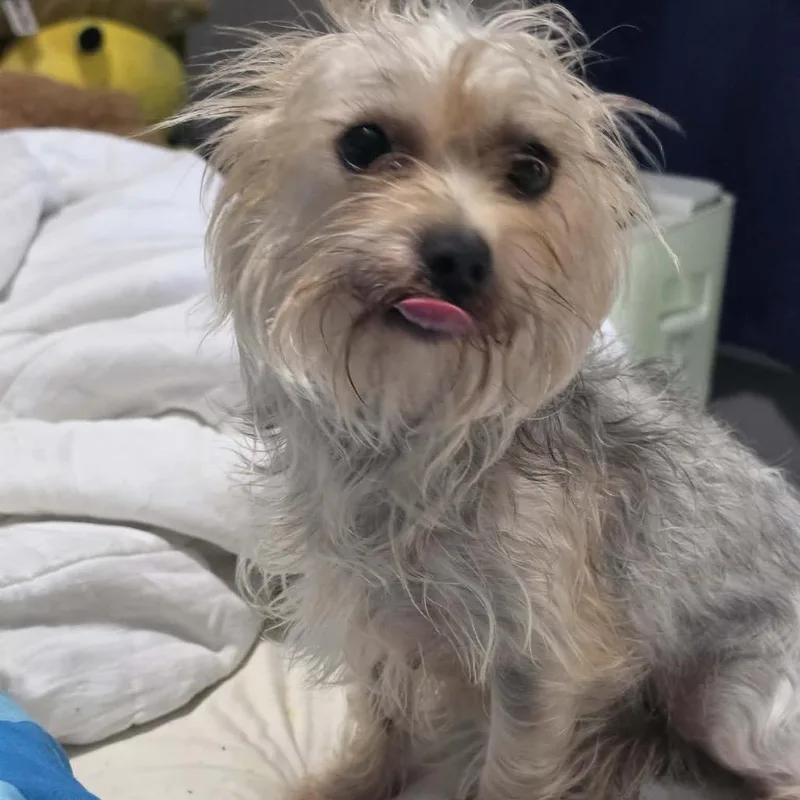 An adult small-sized female Yellow / Tan / Blond / Fawn Yorkshire Terrier dog named Bobbi for adoption in Houston, TX