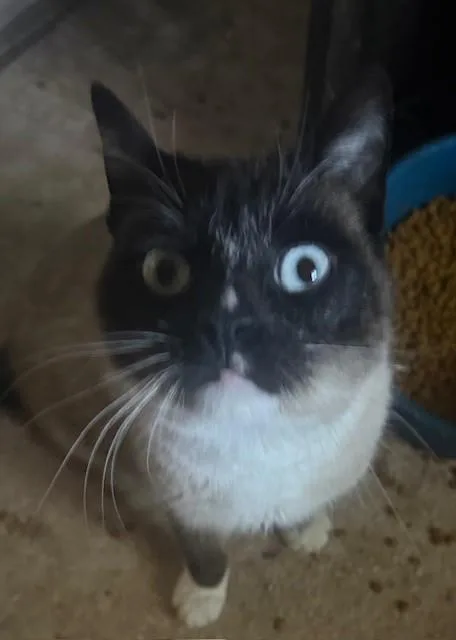 An adult medium-sized male Buff / Tan / Fawn Snowshoe cat named Leo for adoption in Dunnigan, CA