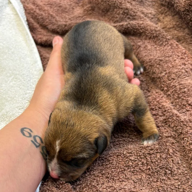 A baby small-sized female Sable Mixed Breed dog named Puppy _ for adoption in Lake Panasoffkee, FL