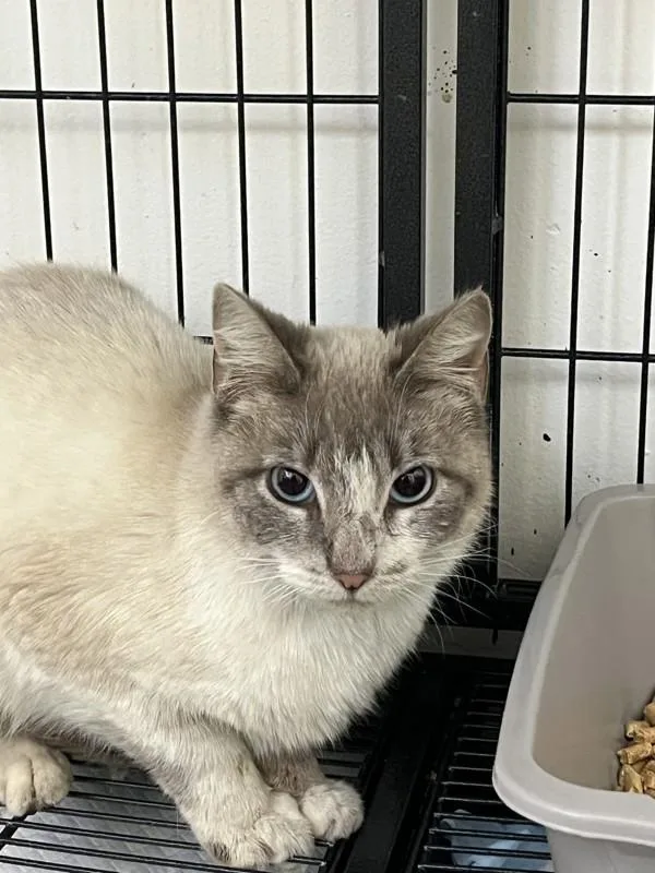 A young small-sized female Siamese cat named Flower for adoption in Victorville, CA