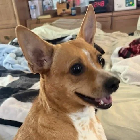 An adult small-sized male Red / Chestnut / Orange Cattle Dog dog named Buddy for adoption in Fredericksburg, TX