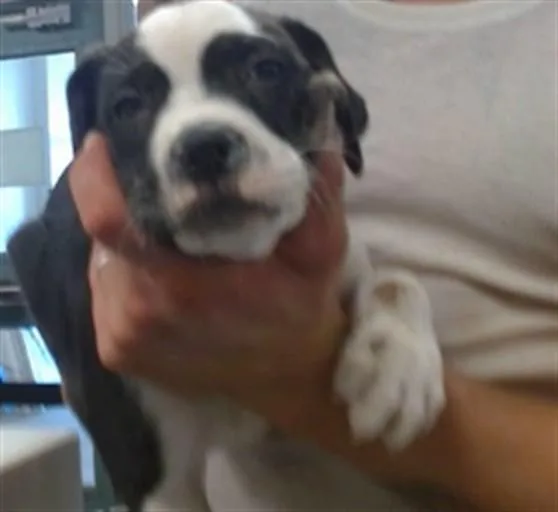 A baby small-sized male Pit Bull Terrier dog named A for adoption in Oklahoma City, OK