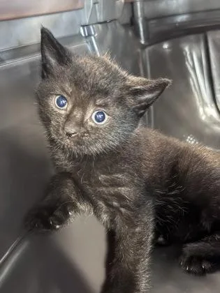 A baby small-sized male Domestic Short Hair cat named Malachi for adoption in West Chester, PA