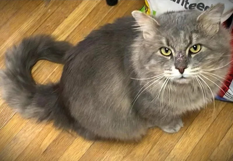 Big Fluff thumbnail 3