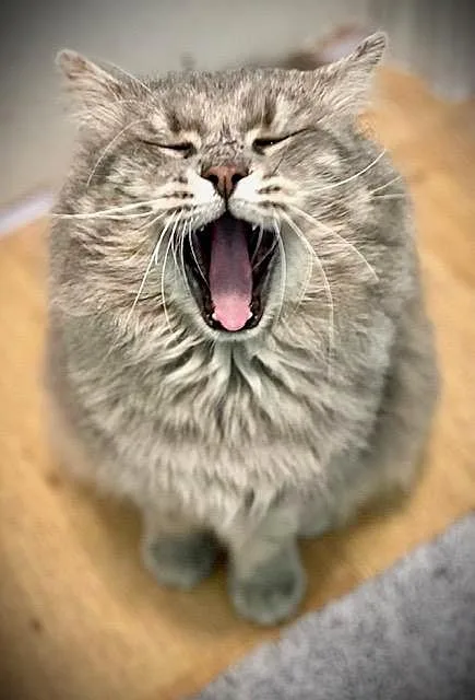 Big Fluff thumbnail 4