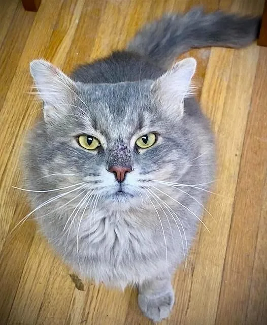 Big Fluff thumbnail 5