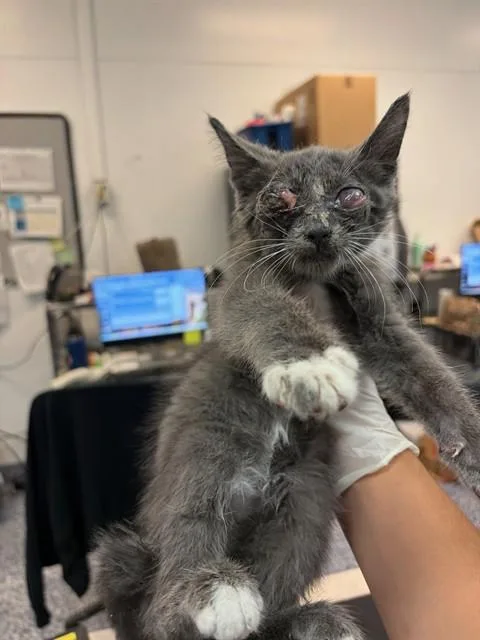 A baby small-sized male Domestic Short Hair cat named Willy for adoption in Thousand Palms, CA