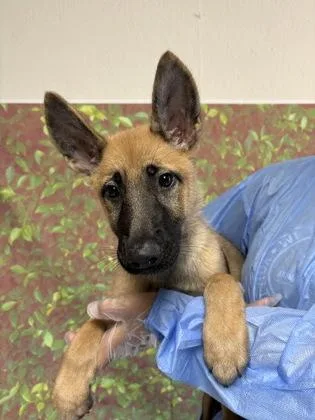 A young small-sized female Shepherd dog named Rosie for adoption in San Antonio, TX