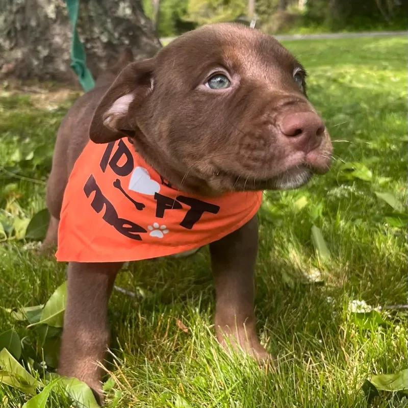 A baby medium-sized male Brown / Chocolate Pit Bull Terrier dog named Chubbs for adoption in Greensburg, PA