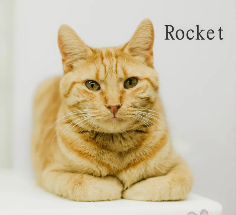 Rocket