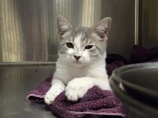 A baby small-sized female Domestic Short Hair cat named Tinka for adoption in Martinez, CA