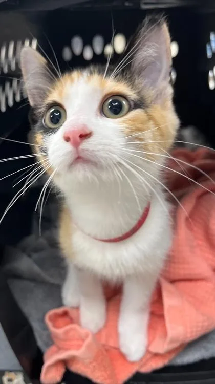 A baby small-sized female Domestic Short Hair cat named Sharpie for adoption in Westland, MI