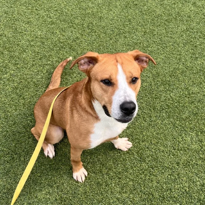 An adult large-sized male Mixed Breed dog named Pumpkin Surprise for adoption in Pittsburgh, PA