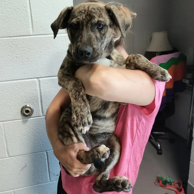 A baby medium-sized female Brindle Mixed Breed dog named Dolly for adoption in Beckley, WV