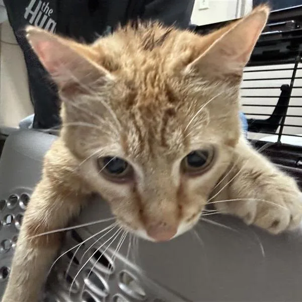An adult medium-sized female Orange / Red Domestic Short Hair cat named Paypal for adoption in Tacoma, WA