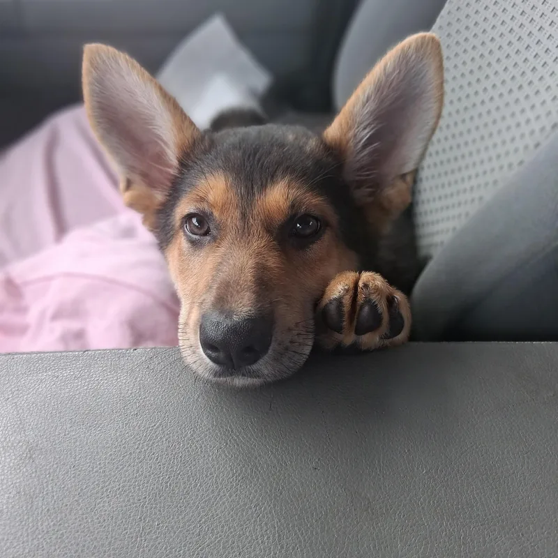 A baby large-sized female Tricolor (Brown, Black, & White) German Shepherd Dog dog named Kalissi for adoption in Northlake, IL