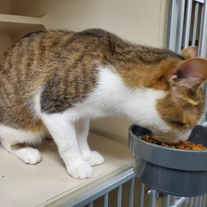 A young medium-sized male Tabby (Buff / Tan / Fawn) Domestic Short Hair cat named Ben for adoption in Beulah, MI