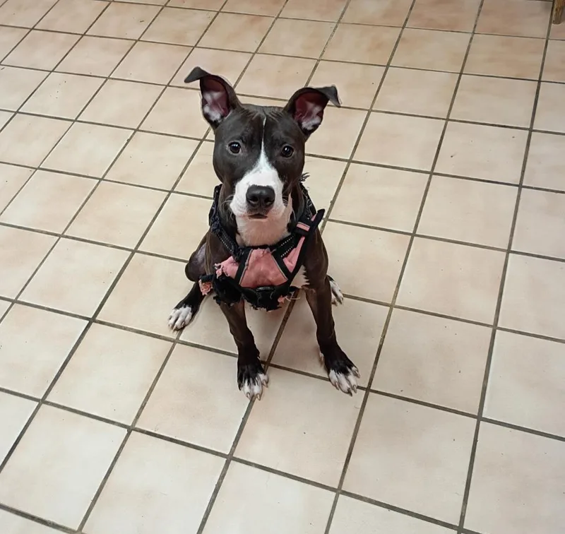 A baby medium-sized female Mixed Breed dog named Zena for adoption in Hyde Park, NY