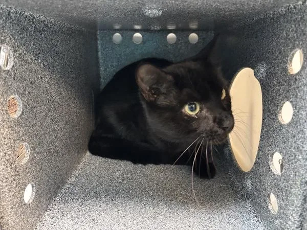 A young medium-sized male Domestic Short Hair cat named Bruno for adoption in New York, NY
